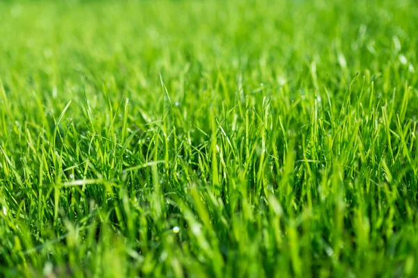 Lush Green Lawn Landscaping Backyard Lawn Garden — Stock Photo, Image