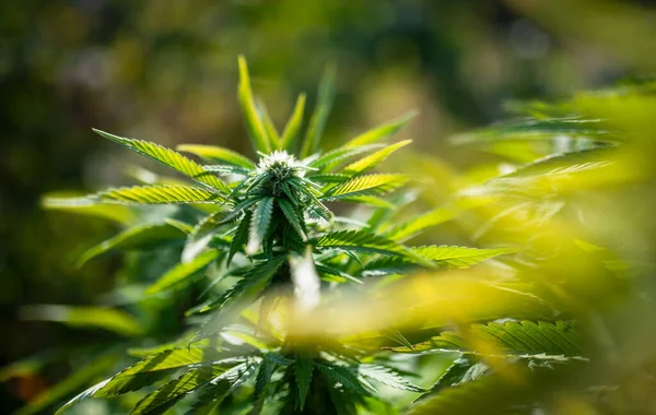 Plantação Cannabis Plantas Com Flores Adultas Numa Quinta Plantas Medicinais — Fotografia de Stock