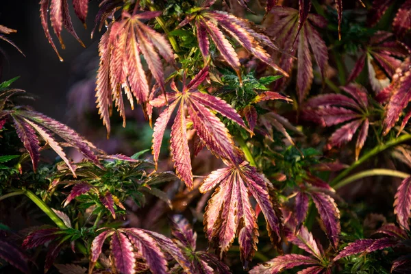 Marijuana Foglie Autunno Sfondo Cannabis Tema — Foto Stock