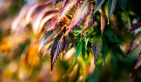 Buiten Cannabis Boerderij Achtergrond Marihuana Medicinale Blad Behang — Stockfoto