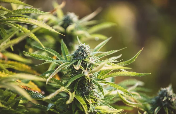 Legalização Cannabis Medicinal Brotos Marijuana Medicinal Tráfico Mundial Droga — Fotografia de Stock
