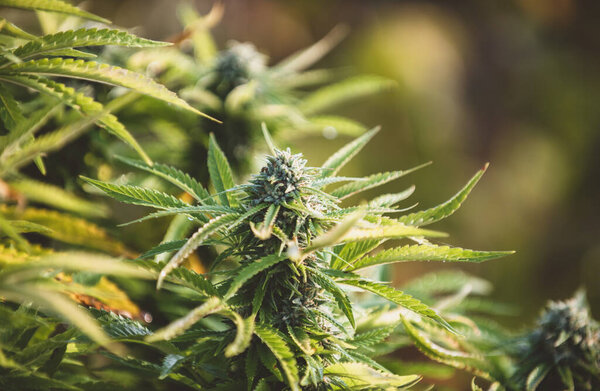 легализация медицинской марихуаны, марихуаны, торговля наркотиками в мире