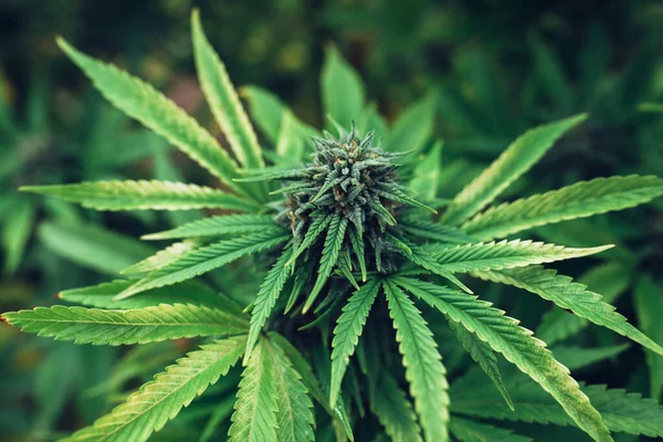 Legalização Cannabis Medicinal Mundo Botões Maconha Uma Fazenda Legal — Fotografia de Stock