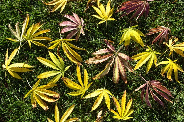 Jesienno Żółte Liście Marihuany Zielonej Trawie Jesienią — Zdjęcie stockowe
