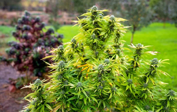 Outdoor Marihuana Onkruid Boerderij Hennep Plant Geneeskunde Cannabis Landbouw — Stockfoto