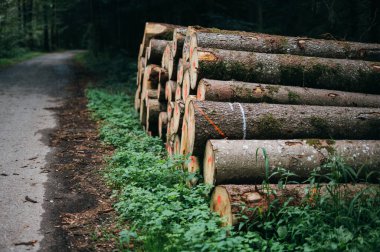 Kereste kütükleri istiflenmiş odun yığınları kereste endüstrisi doğal kaynak malzemesi inşaatı