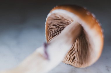 Taze Psilocybe cubensis Golden Teacher mantar türü, psikedelik makro fotoğraf, arka planda izole edilmiş.