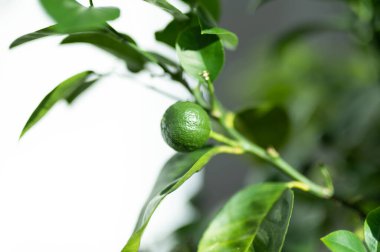 Ağaç dalında yeşil yapraklarla birlikte doğal bahçe ortamında sallanan olgun limonlu narenciye meyvesi. Organik tropikal meyve yemek ve sağlıklı beslenme için mükemmeldir.