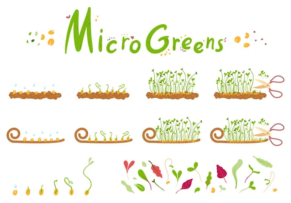 Mikroçimler Bebek Yeşillikleri Beyaz Arka Planda Taze Mikroyeşiller — Stok Vektör
