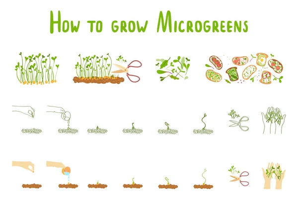 Microgreens Germination Microgreen Healthly Food Dietary Nutrition — 스톡 벡터