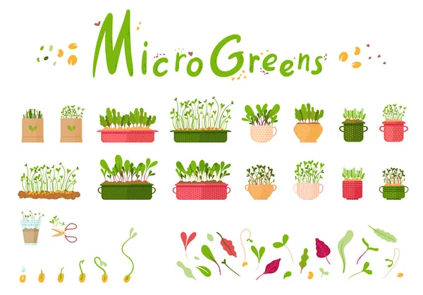 Microgreen Conjunto Brotes Plantas Macetas Sobre Fondo Blanco — Vector de stock