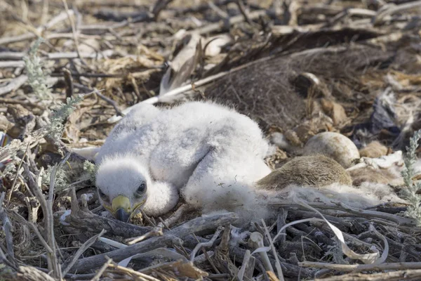 chick of the steppe eagle in the nest