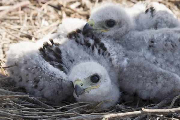 Two chicks of the steppe eagle in the nest