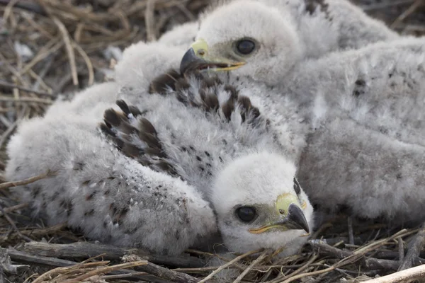 chicks of the steppe eagle in the nest