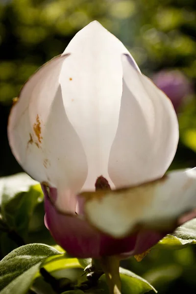 Flowering Magnolias Garden Spring — Stock Photo, Image