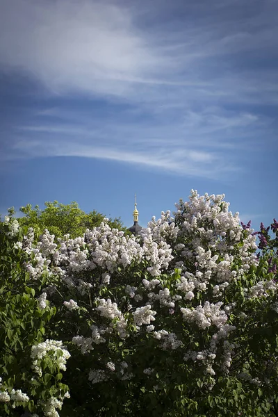 Bloeiende Lila Tuin Het Voorjaar — Stockfoto