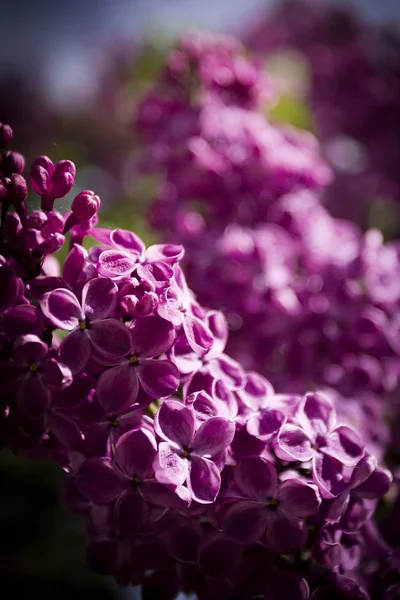 Bloeiende Tak Van Lila Tuin Het Voorjaar Closeup — Stockfoto