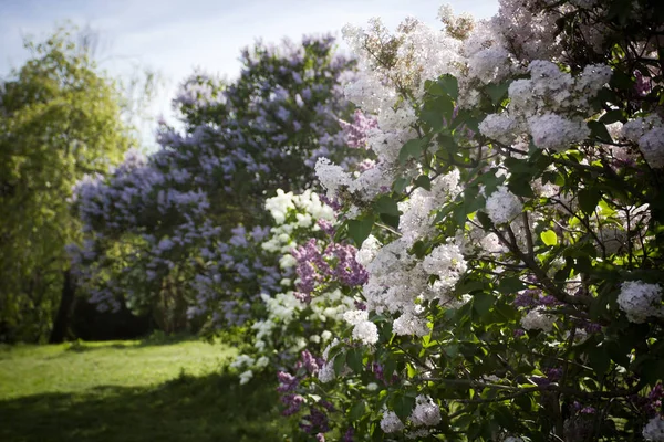 Цветущий Сирень Саду Весной — стоковое фото