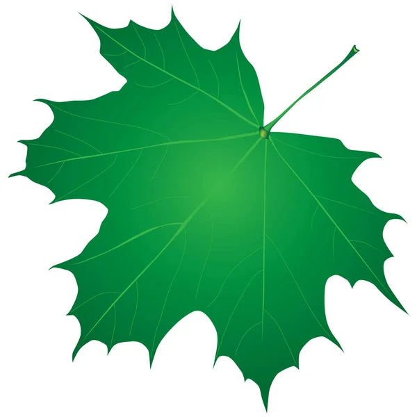 Yeşil Akçaağaç Yaprağı Yaz Sürüm Vektör Illustratio — Stok Vektör