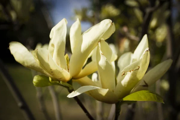 Magnolias Floridas Jardim Primavera — Fotografia de Stock