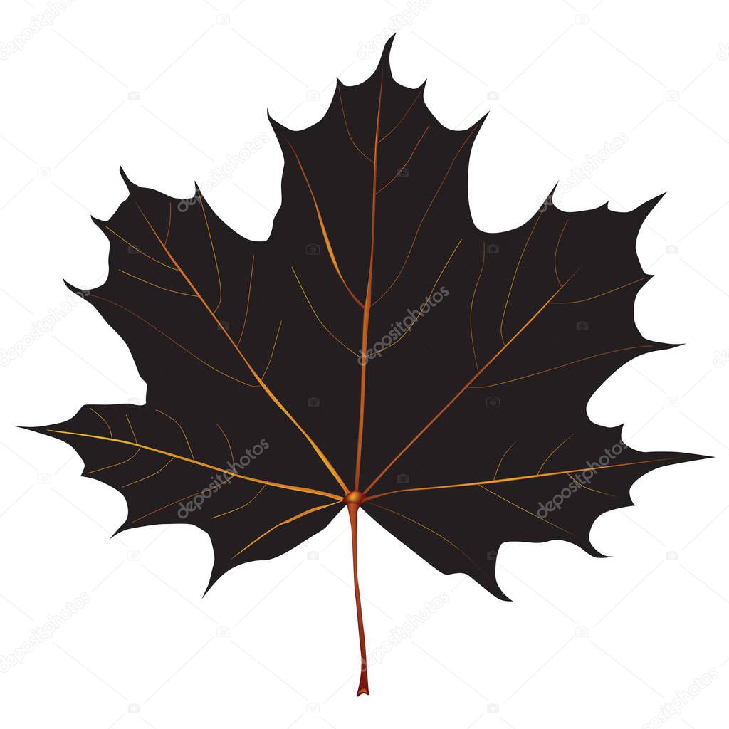 Black maple leaf with veins. Vector illustration.