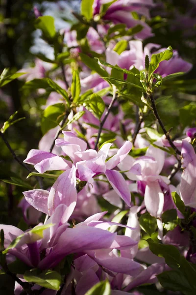 Magnolie Fiorite Giardino Primavera — Foto Stock