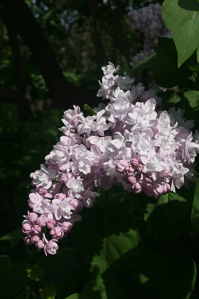Цветущая Ветвь Сирени Саду Весной Крупным Планом — стоковое фото