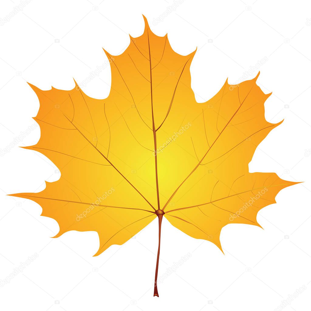A classic maple leaf is an autumn version. Vector illustration.