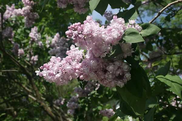 Bloeiende Tak Van Lila Tuin Het Voorjaar Closeup — Stockfoto