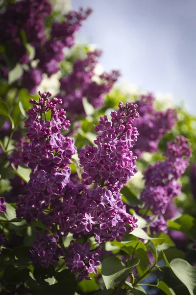 Bloeiende Tak Van Lila Tuin Het Voorjaar Closeup — Stockfoto