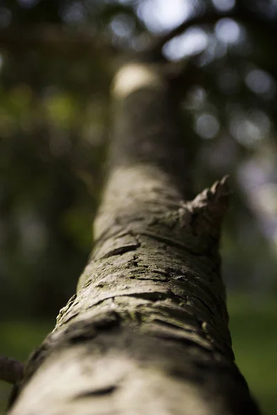 老树分支特写在春天在森林 — 图库照片