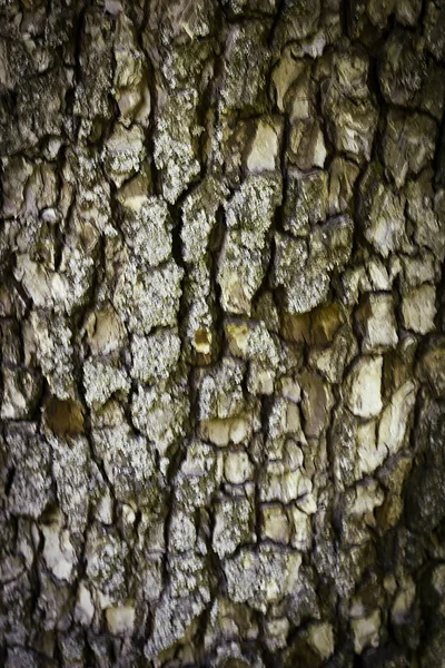 Old Tree Bark Texture Background Close Macro — Stock Photo, Image