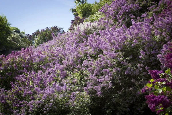 Blooming lilac in the park — Stock Photo, Image