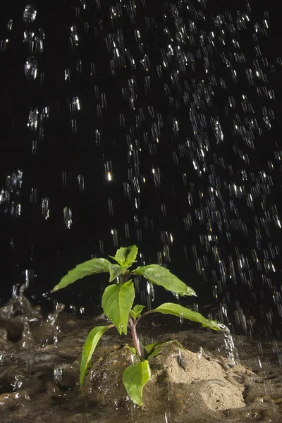 地面に植物に水をやりる — ストック写真