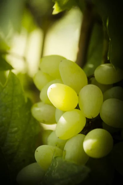 Cacho de uvas — Fotografia de Stock