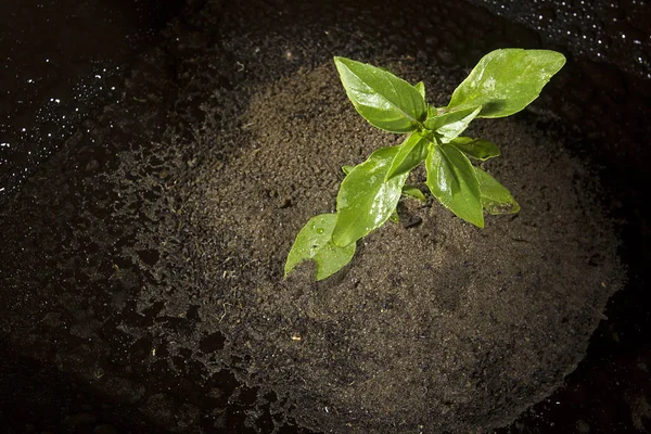 Plant in the ground — Stock Photo, Image