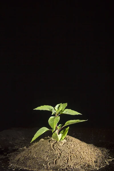 Planta no chão — Fotografia de Stock