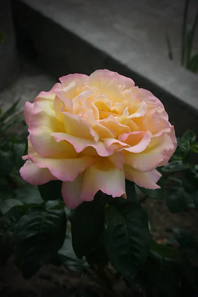 Schöne Gelbe Rosenblüte Garten — Stockfoto