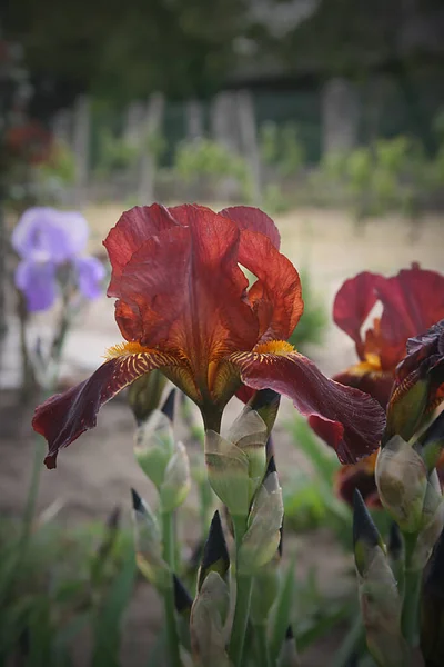 Belle Iris Bordeaux Fleurs Dans Jardin — Photo