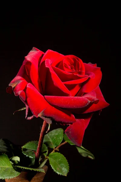 Vermelho Rosa Close Fundo Preto — Fotografia de Stock