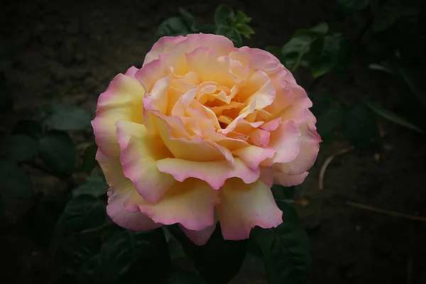 Piękny Żółty Kwiat Róży Ogrodzie — Zdjęcie stockowe