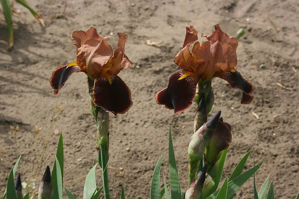 Hermosas Flores Iris Borgoña Jardín — Foto de Stock