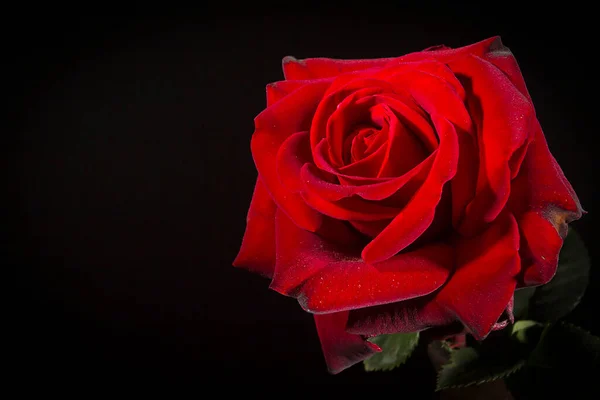 红色的玫瑰在黑色背景上的特写 — 图库照片