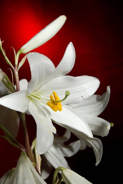 Biały Kwiat Lilii Czerwonym Tle — Zdjęcie stockowe