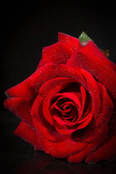 緋色のバラと露が黒い背景に落ちる — ストック写真