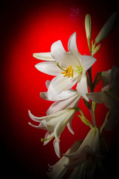 Flor Lirio Blanco Sobre Fondo Rojo —  Fotos de Stock