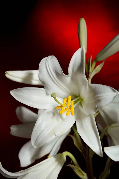 Flor Lírio Branco Fundo Vermelho — Fotografia de Stock