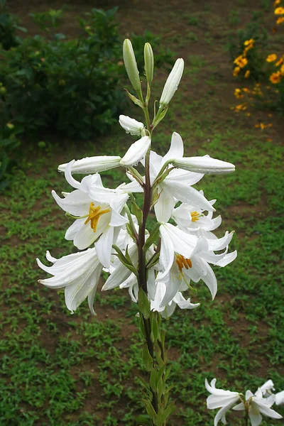 Flores Lírio Branco Jardim Após Chuva — Fotografia de Stock