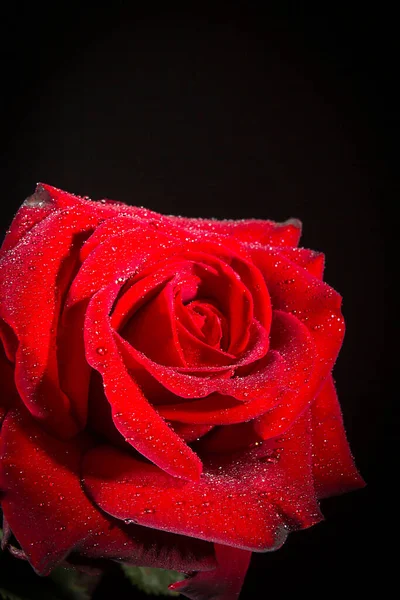 Scarlet Rose Dew Drops Black Background — Stock Photo, Image