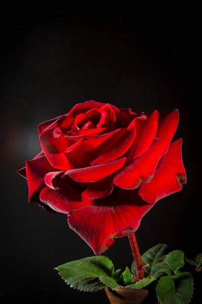 红色的玫瑰在黑色背景上的特写 — 图库照片